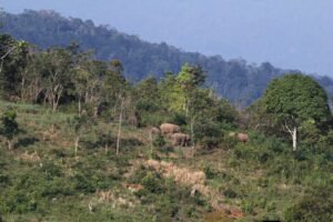 Petani Tewas Diamuk Gajah, Negara Gagal Redam Konflik Manusia dan Satwa di Aceh
