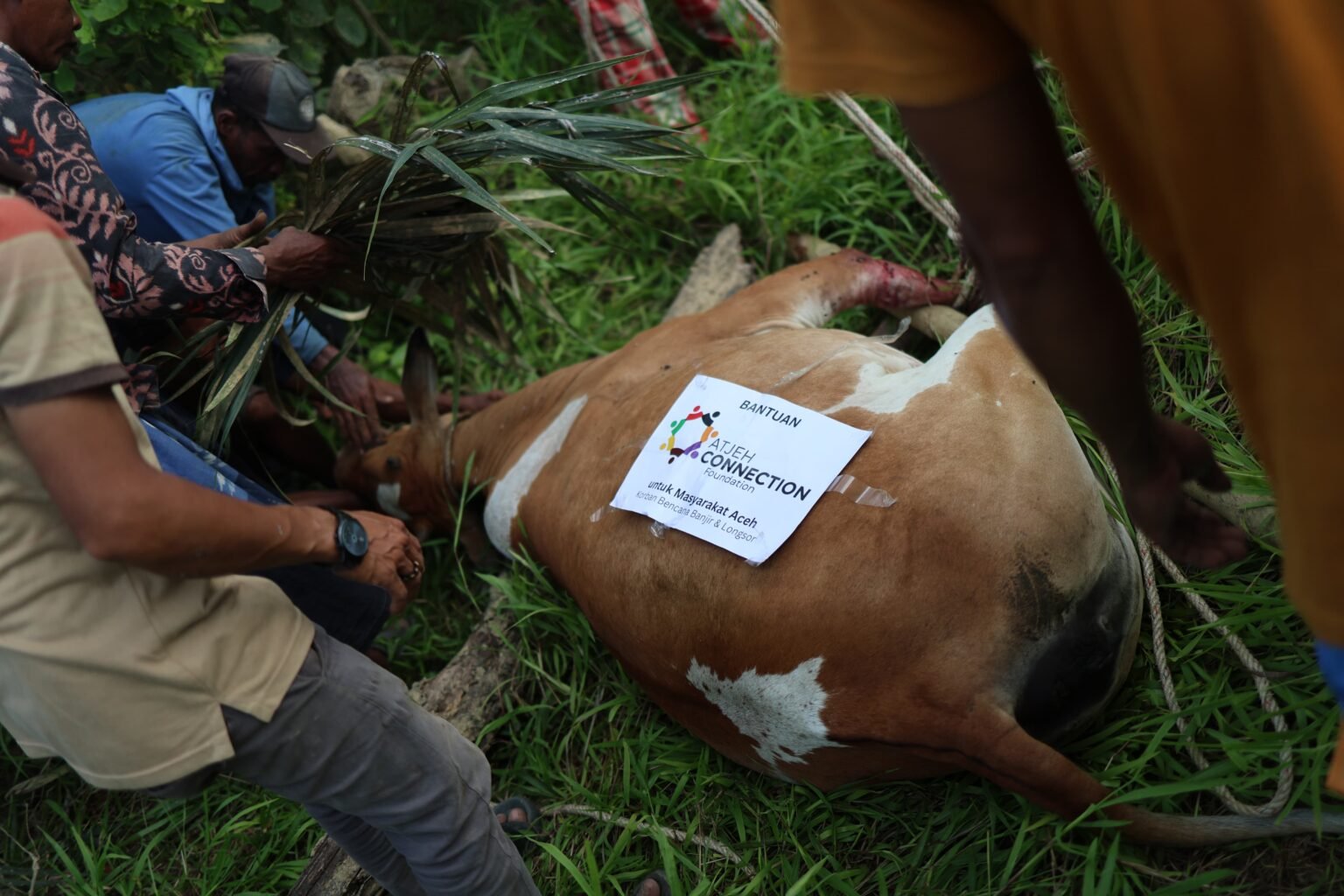 Atjeh Connection Foundation Salurkan Bantuan Sapi untuk Tradisi Meugang Warga Terdampak Banjir