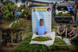 DIGEREBEK! 83 Pohon Ganja Setinggi 1,8 Meter Ditemukan di Tengah Kebun Sawit Aceh Timur