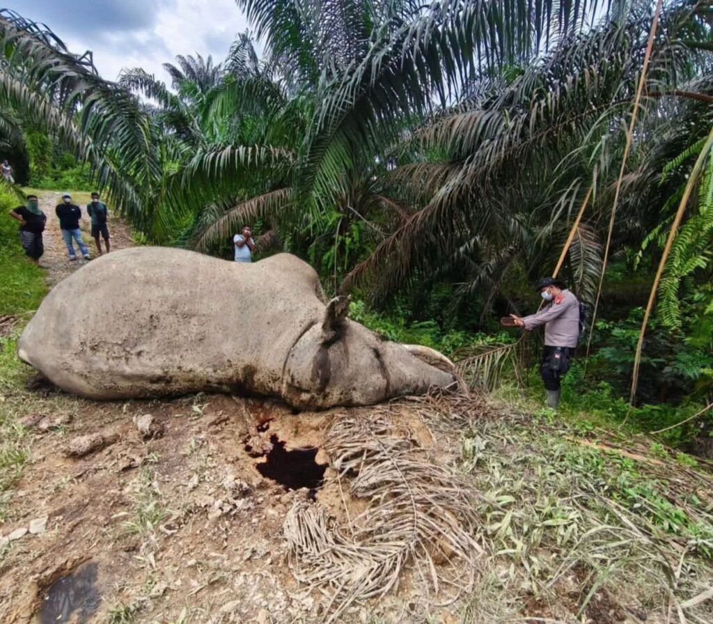 Dua Gajah Sumatera Mati Beruntun di Aceh, BKSDA Didesak Evaluasi Menyeluruh