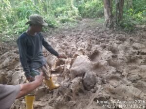 Gajah Mati di Eks HGU PT Atakana Kompeni, LSR & KSDA Didesak Segera Turun