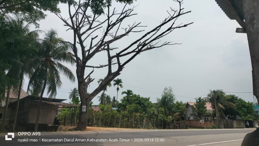 Nyawa Dipertaruhkan! Pohon Maut di Jalan Nasional Medan-Banda Aceh Dibiarkan Lapuk, BPBD Aceh Timur Bungkam