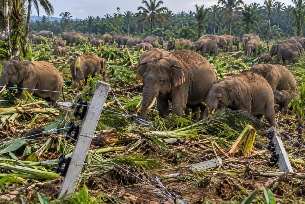 40 Gajah Liar Terobos Pagar Listrik dan Rusak Kebun Warga di Ranto Peureulak Aceh Timur