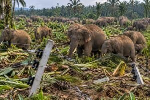 40 Gajah Liar Terobos Pagar Listrik dan Rusak Kebun Warga di Ranto Peureulak Aceh Timur