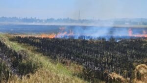 Kebakaran Hutan dan Lahan Dominasi Catatan 50 Kejadian Bencana Aceh Selama Agustus 2026