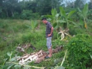 Kawanan Gajah Liar Rusak Kebun Warga Di Banda Alam, Petani Desak Solusi Segera