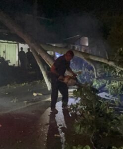 Pohon Tumbang di Lintas Medan-Banda Aceh, Antrean Mobil Mengular 1 Km Lebih