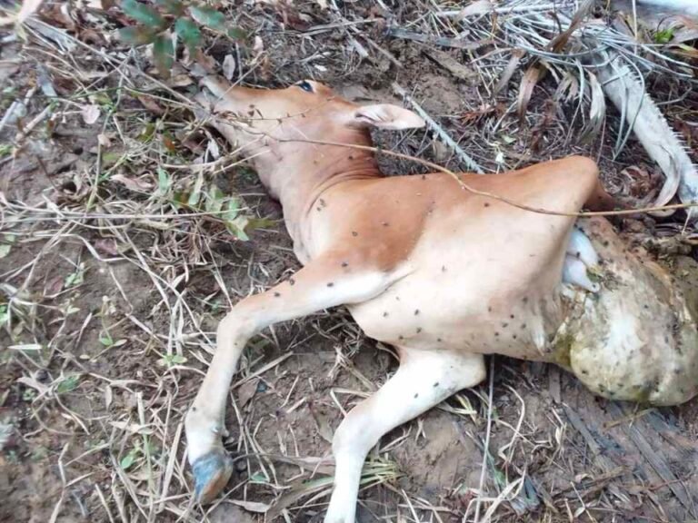 Belasan Sapi Diterkam Harimau, Warga Minta Mitigasi Yang Lebih Serius