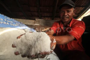 Bireuen Dapat Alokasi Terbesar, Aceh Timur Hanya Rp1,29 Miliar untuk Pulihkan Garam Rakyat